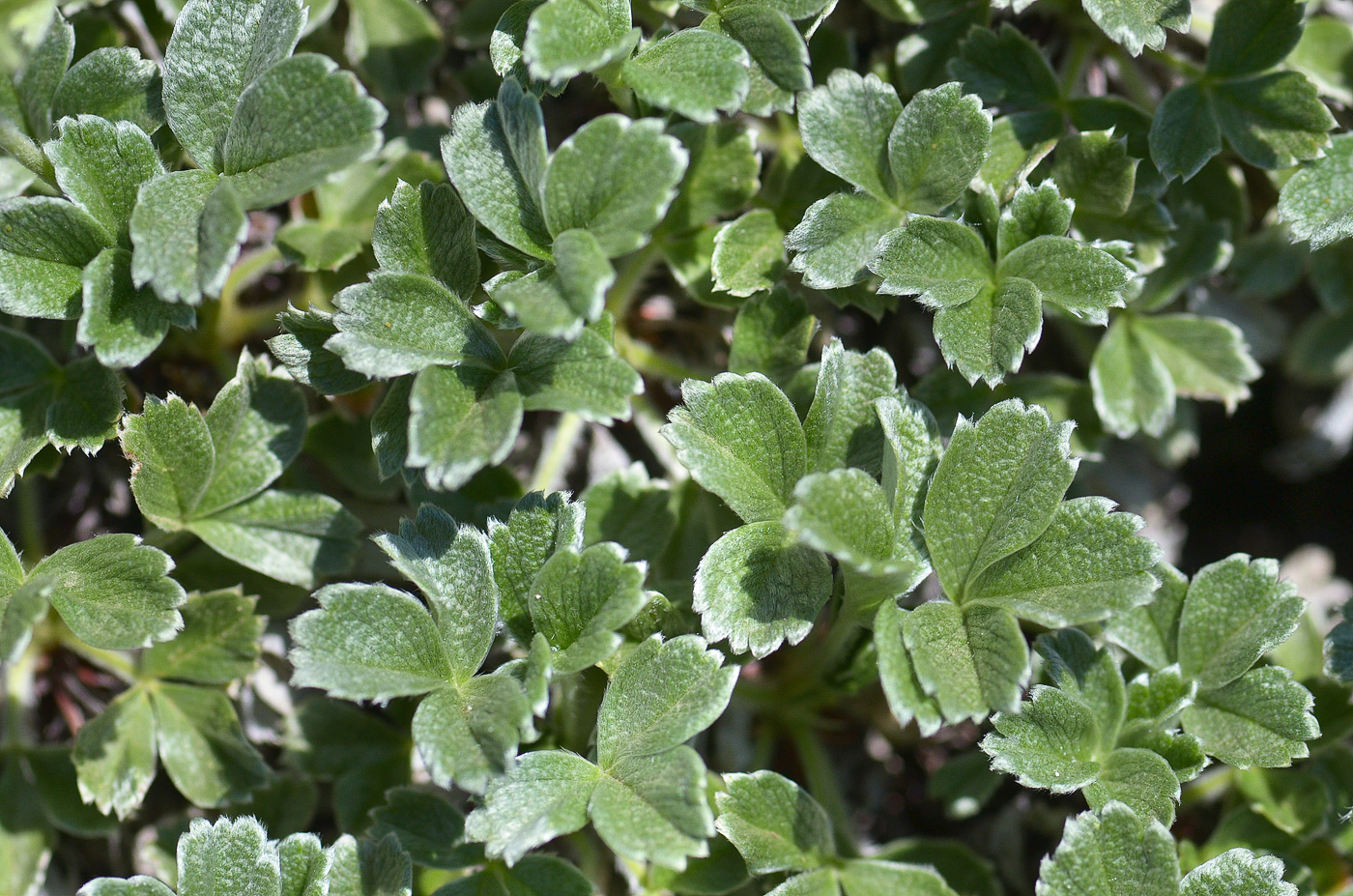 Image of Potentilla oweriniana specimen.