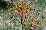 Aloe buhrii