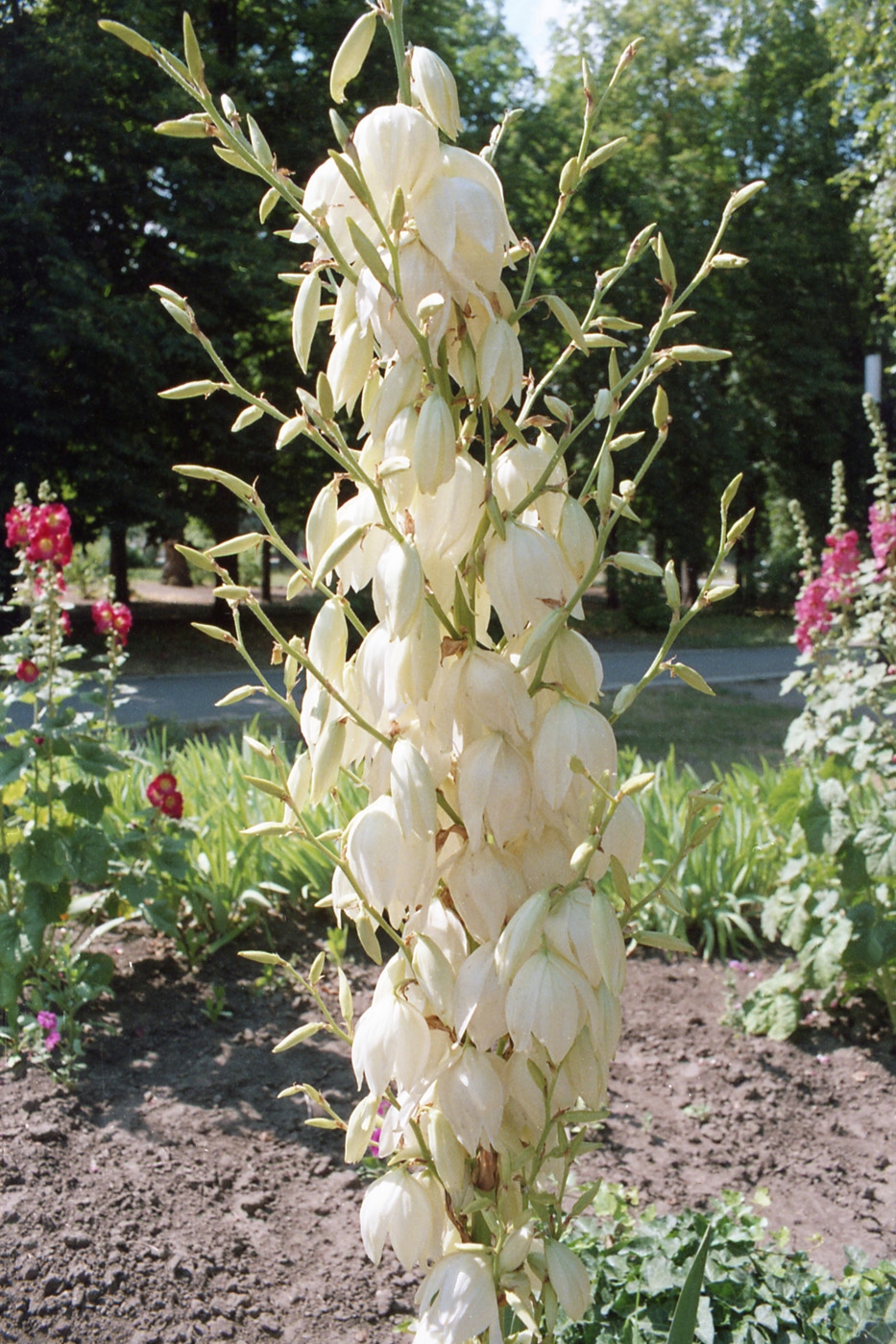 Image of genus Yucca specimen.