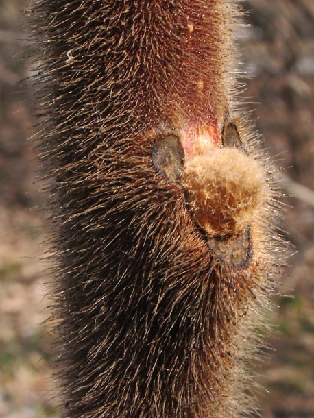 Image of Rhus typhina specimen.