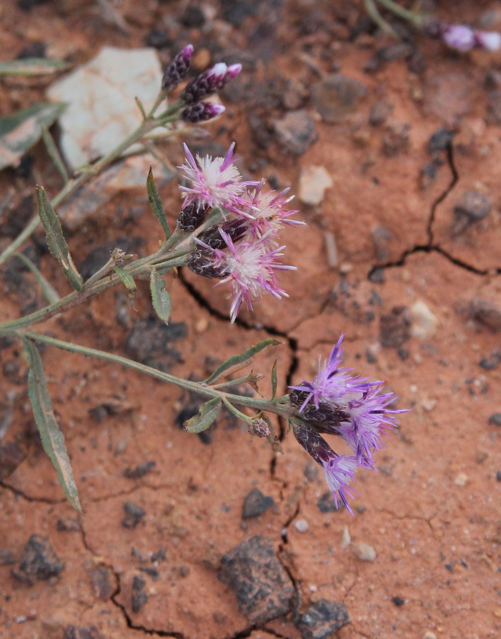 Image of Saussurea pricei specimen.
