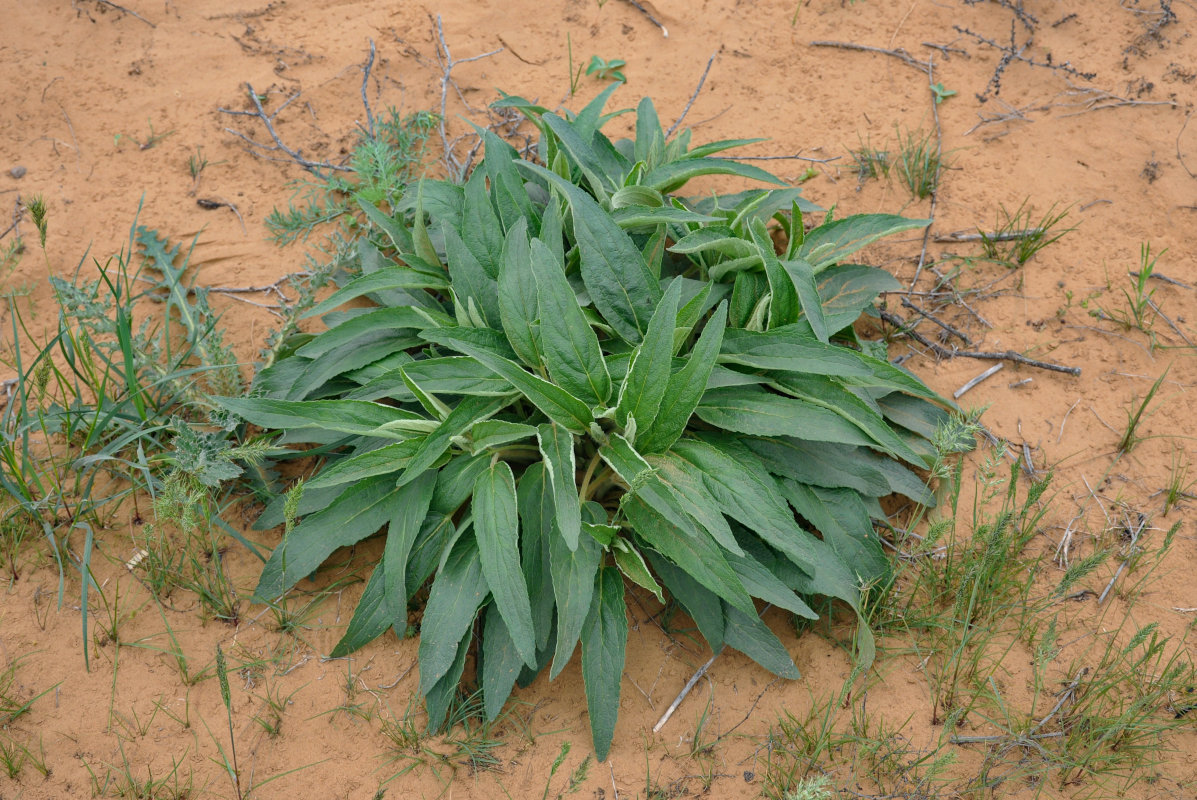 Image of Phlomis pungens specimen.