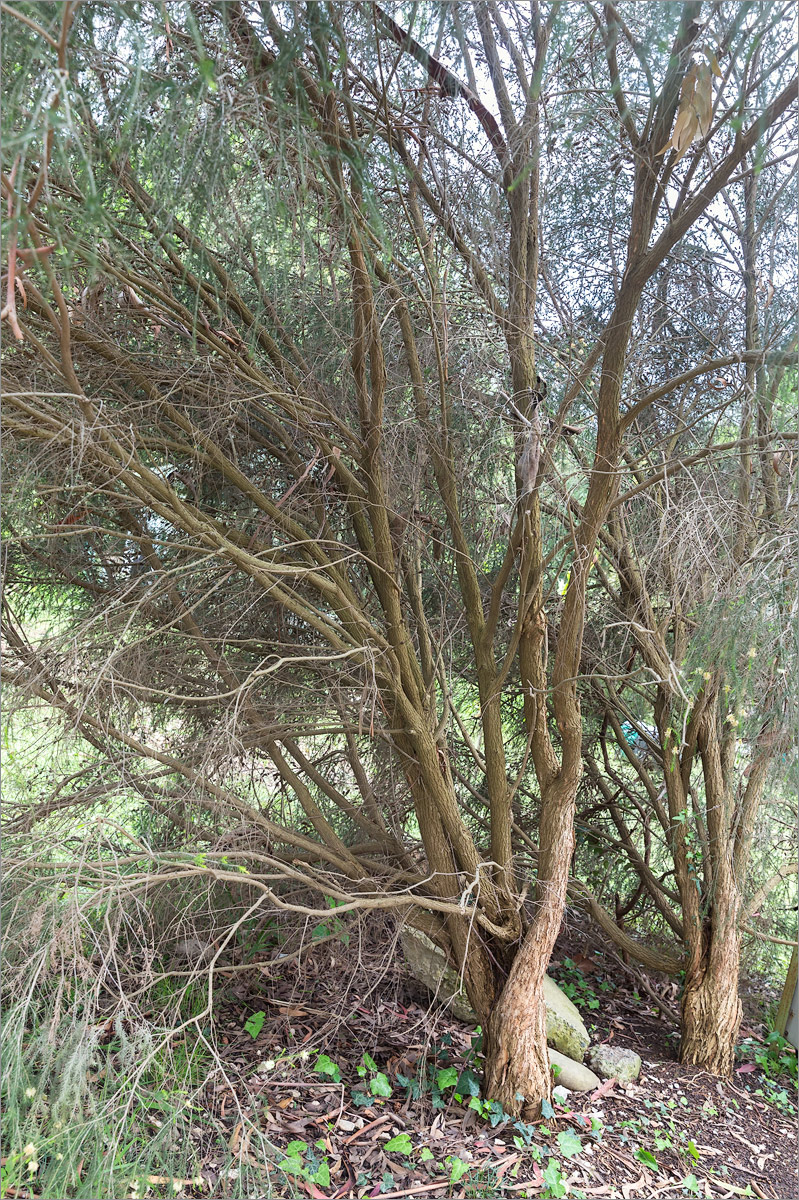 Image of Callistemon pityoides specimen.