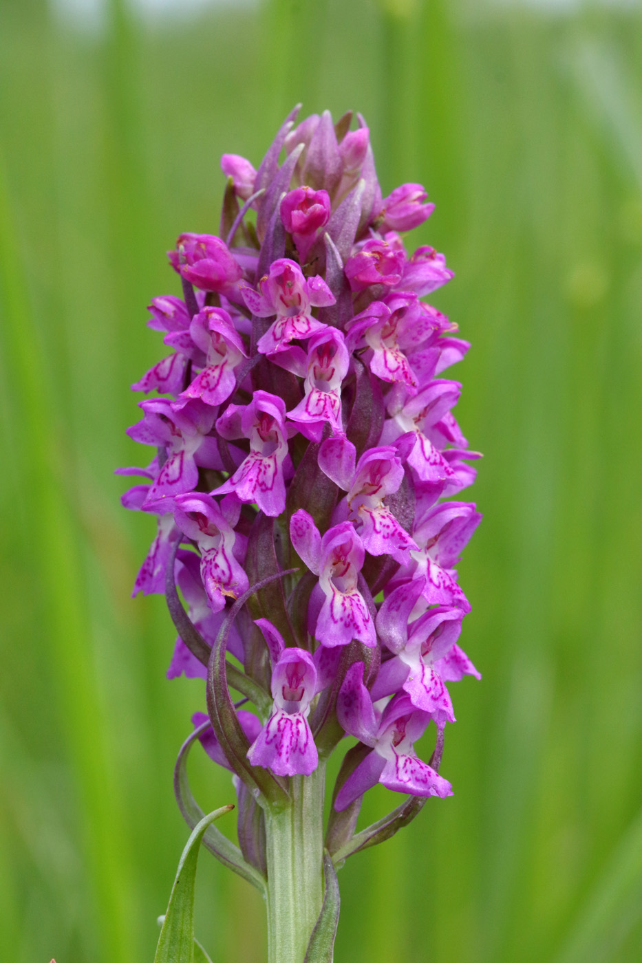 Изображение особи Dactylorhiza incarnata.