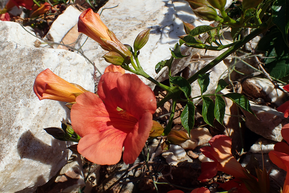 Image of Campsis grandiflora specimen.