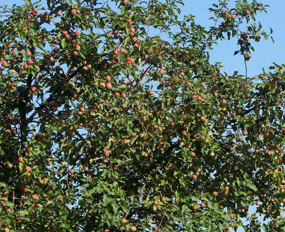 Изображение особи Malus domestica.