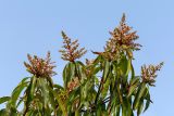 Mangifera indica . Верхушки веток с соцветиями. Израиль, г. Бат-Ям, в культуре. 30.03.2022.