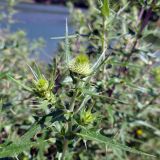 Cirsium laniflorum. Верхушка побега с развивающимися соцветиями. Крым, окр. с. Запрудное, берег оз. Бирюзовое. 14.07.2021.