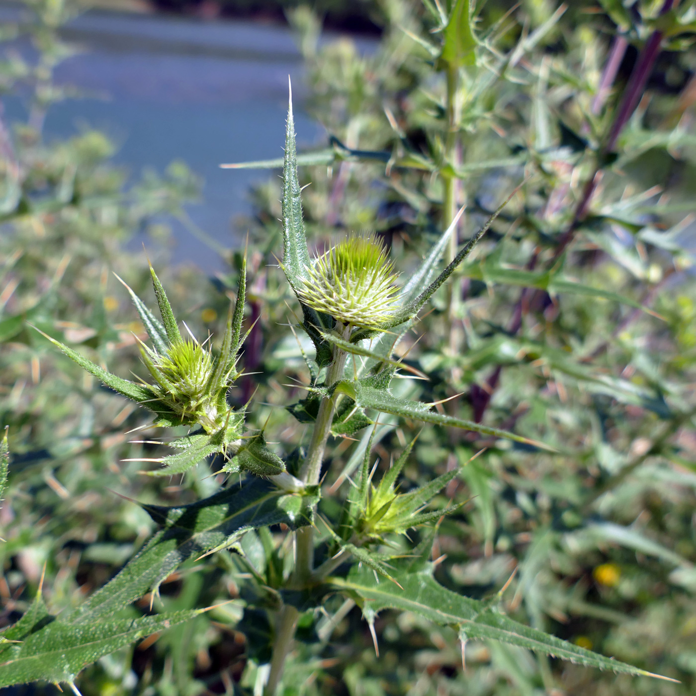 Image of Cirsium laniflorum specimen.