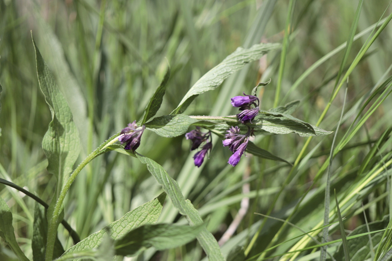 Изображение особи Symphytum officinale.