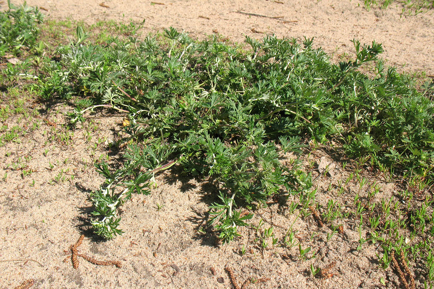 Изображение особи Potentilla argentea.