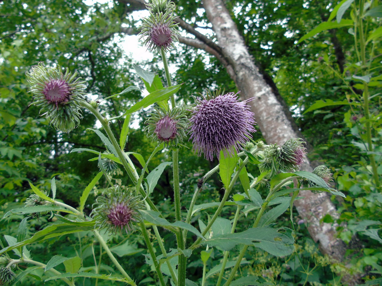 Image of Cirsium kamtschaticum specimen.