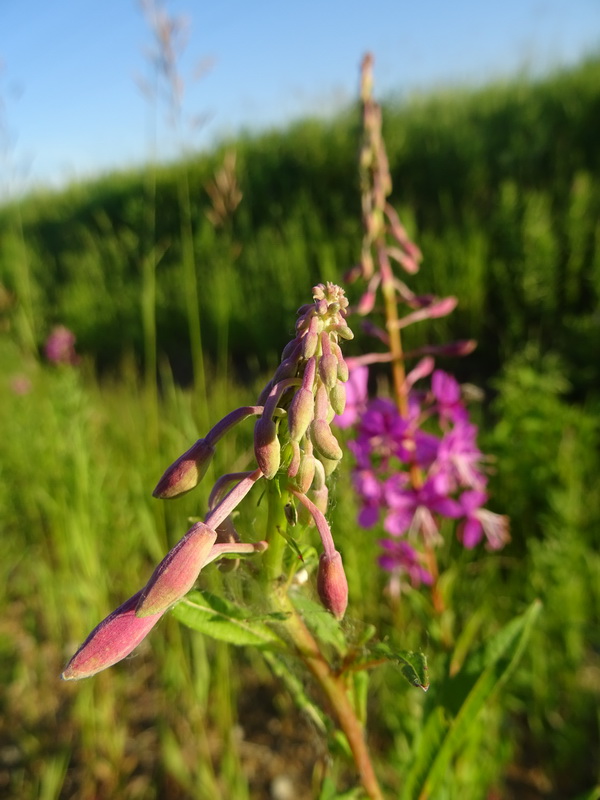 Image of Chamaenerion angustifolium specimen.