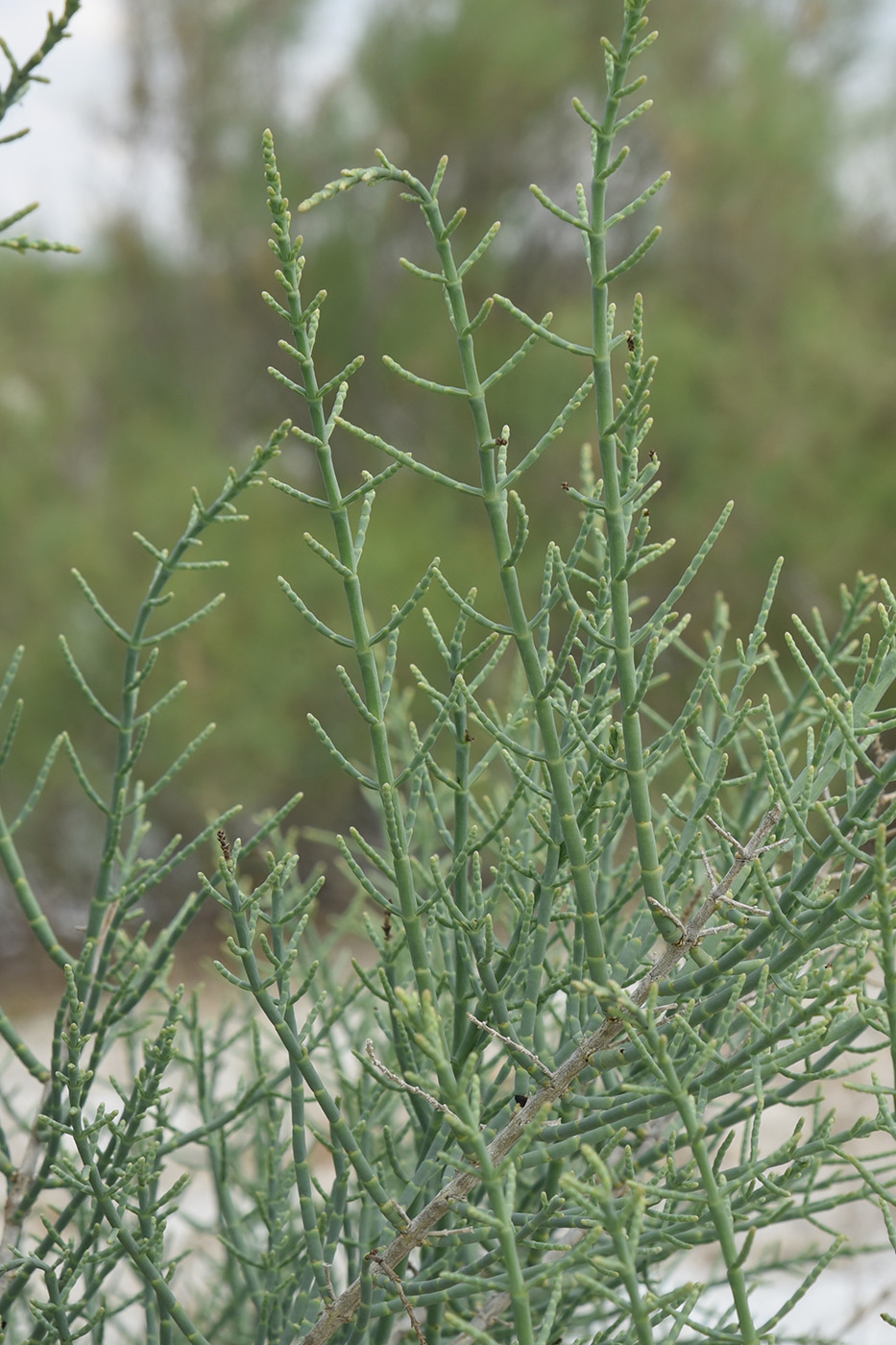 Image of Halostachys belangeriana specimen.