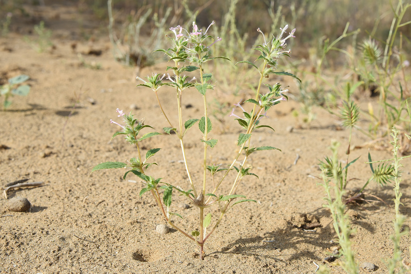 Изображение особи Chamaesphacos ilicifolius.