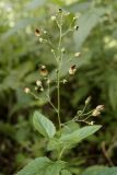 Смотреть изображение Scrophularia nodosa