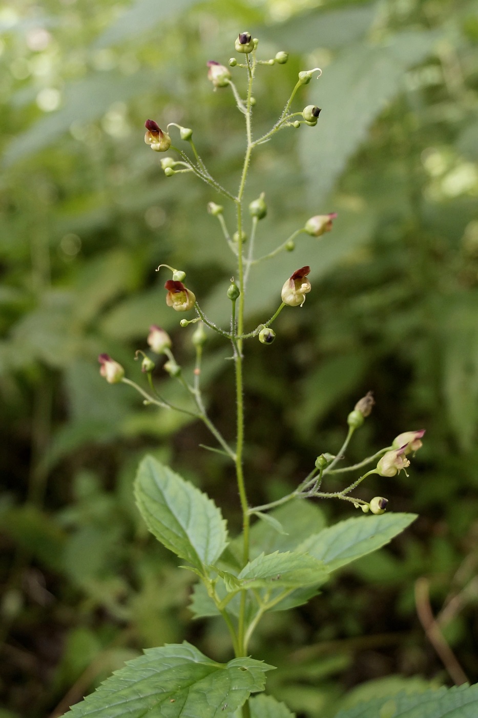 Изображение особи Scrophularia nodosa.