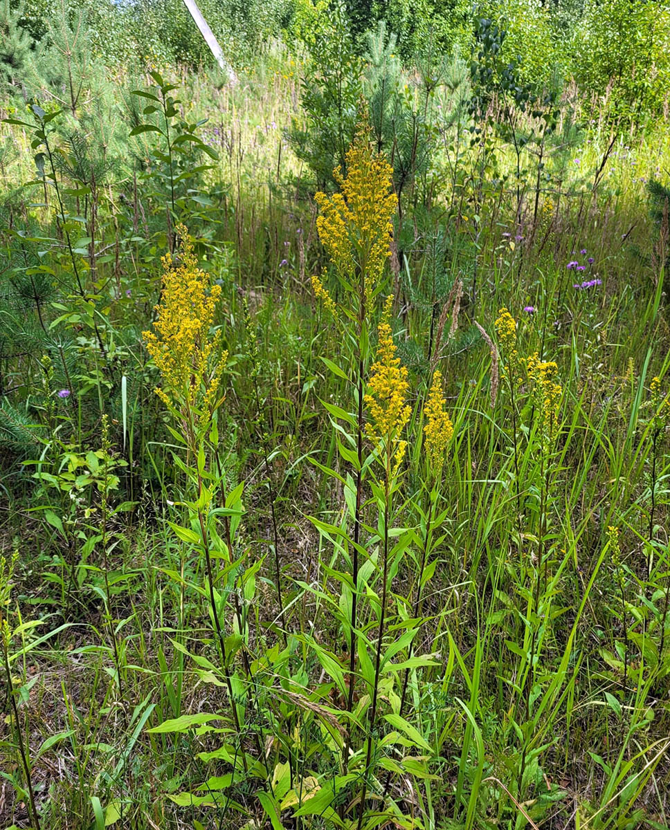 Изображение особи Solidago &times; niederederi.