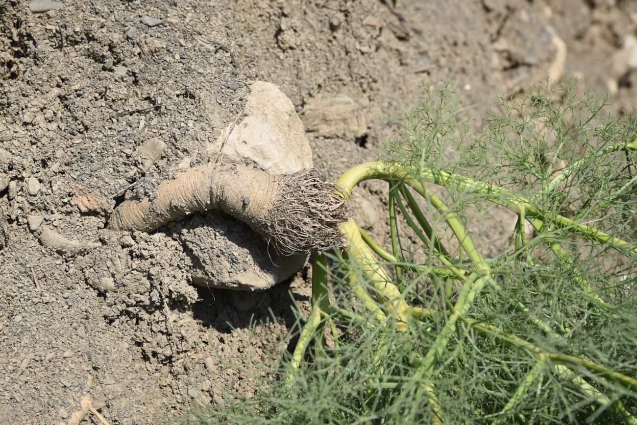 Image of Bilacunaria microcarpos specimen.