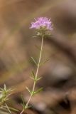 Thymus pallasianus. Верхушка побега с соцветием. Ростовская обл., Шолоховский р-н, окр. хут. Антиповский, сосновый лес. 24.07.2022.