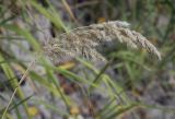 Calamagrostis epigeios. Верхушка плодоносившего растения. Ханты-Мансийский автономный округ — Югра, Октябрьский р-н, сельское поселение Курымкары, окр. пос. Горнореченск, правый берег р. Обь, разнотравный сырой луг. 03.09.2022.