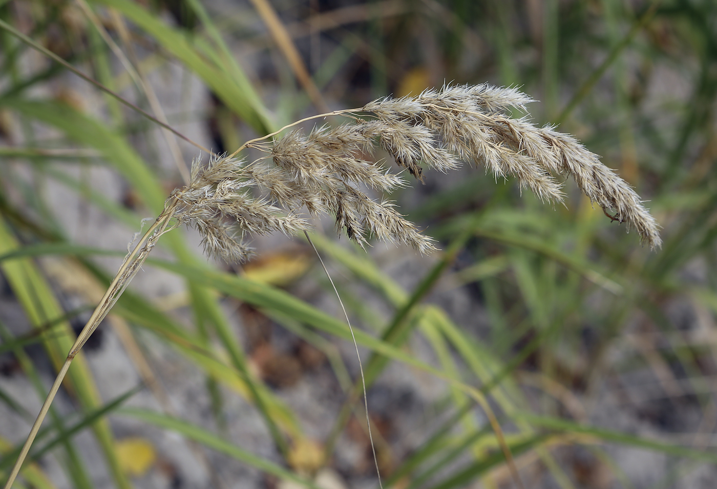 Изображение особи Calamagrostis epigeios.