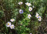 Aster ageratoides