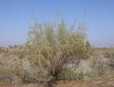 Salsola richteri. Плодоносящее растение. Узбекистан, Ферганская обл., Язъяванский р-н, Язъяванские пески, частично закреплённые дюны. 15 сентября 2022 г.