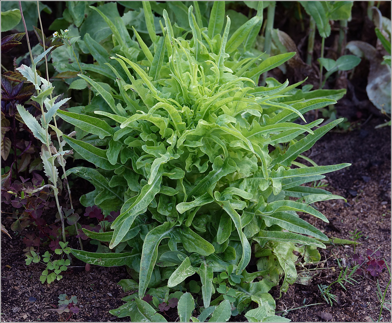 Image of Eruca sativa specimen.