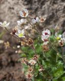 Micranthes merkii