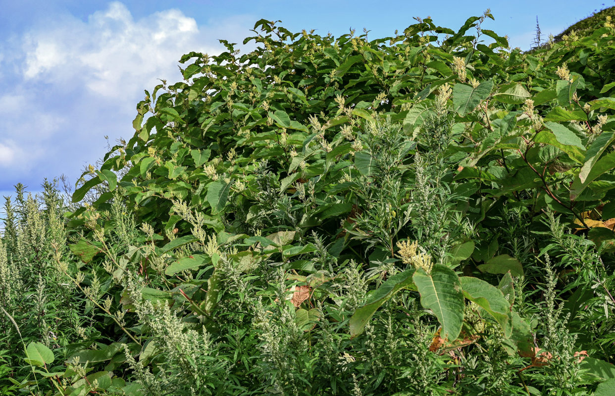 Изображение особи Reynoutria sachalinensis.