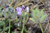 Astragalus filicaulis. Верхушки побегов с соцветием и соплодиями. Узбекистан, Самаркандская обл., Ургутский р-н, глинистая почва. 08.05.2022.