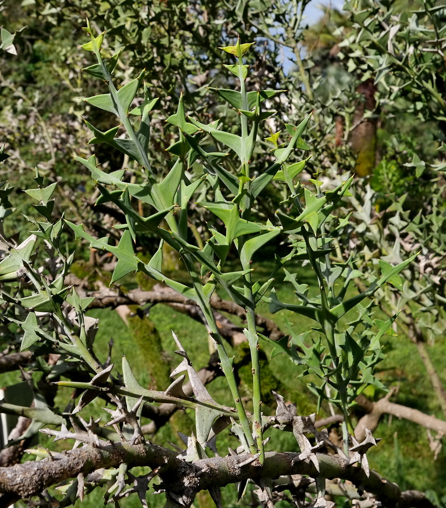 Image of Colletia paradoxa specimen.