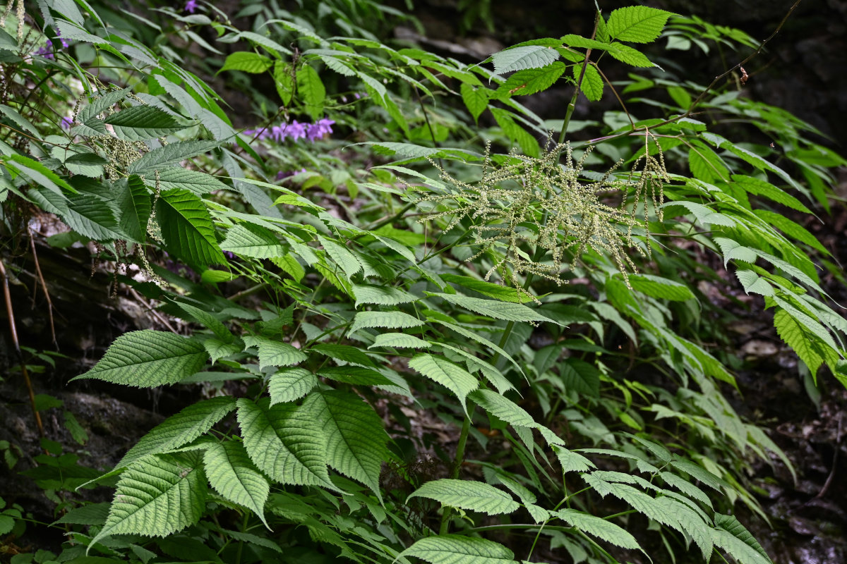 Image of Aruncus sylvestris specimen.
