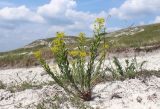 Euphorbia seguieriana. Цветущее растение. Белгородская обл., Новооскольский р-н, заповедник \"Белогорье\", участок \"Стенки-Изгорья\", обнажение меловых пород. 17.05.2018.