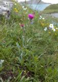 Erigeron uniflorus