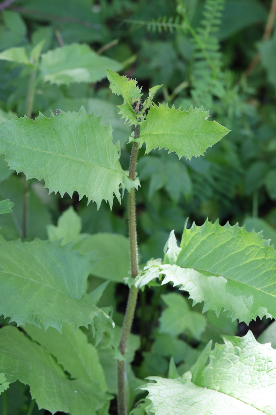 Изображение особи Crepis sibirica.