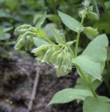 Pulmonaria obscura. Верхушка плодоносящего растения. Владимирская обл., окр. г. Александров, сосновый бор. 10.06.2022.