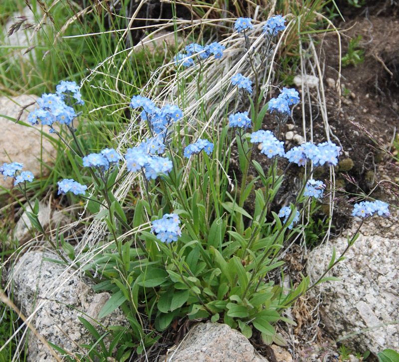 Image of Myosotis asiatica specimen.