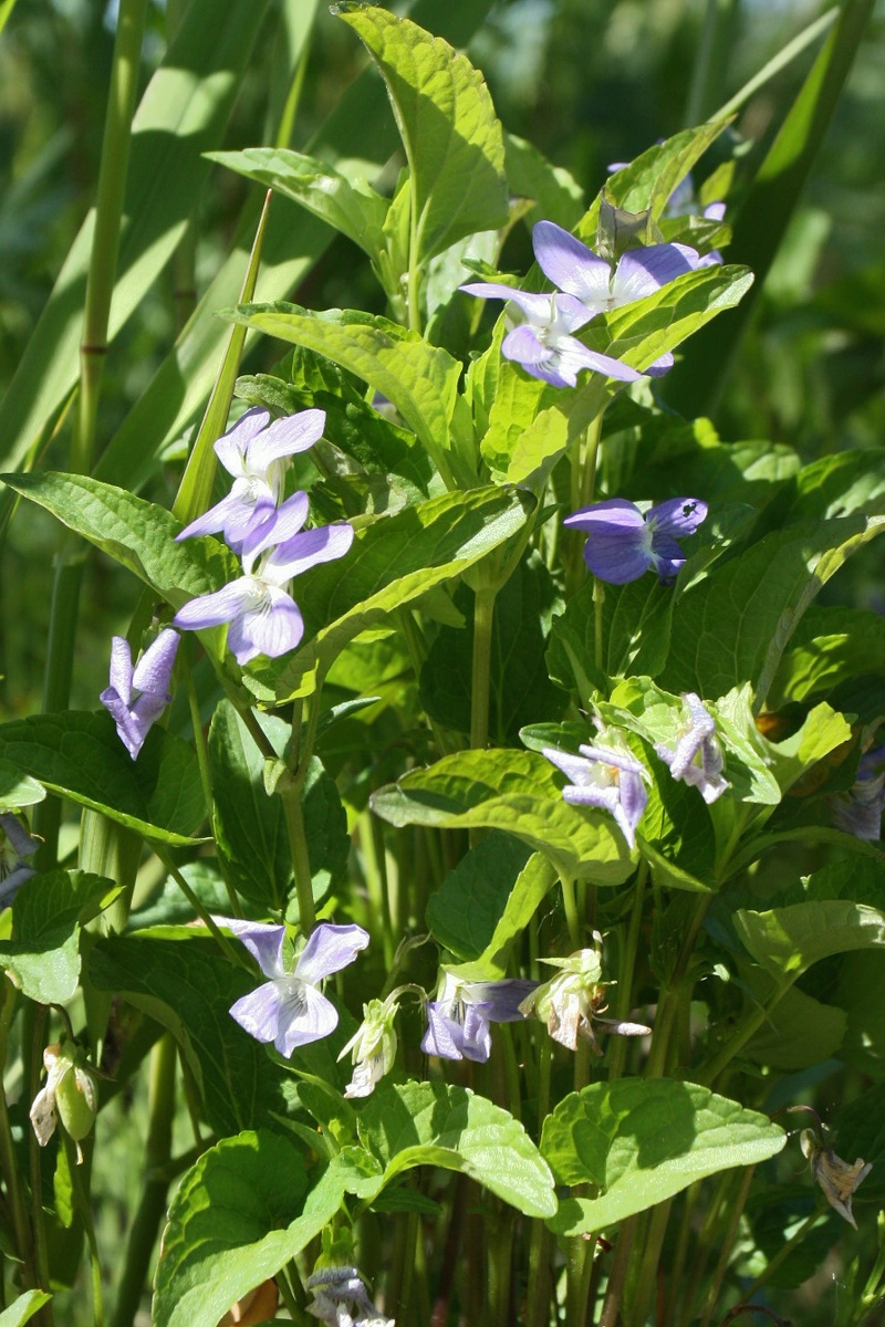 Изображение особи Viola &times; litoralis.