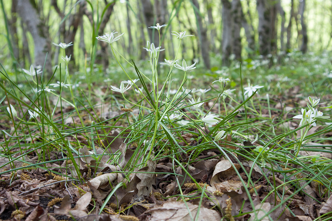 Изображение особи Ornithogalum woronowii.