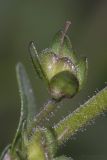 Veronica serpyllifolia