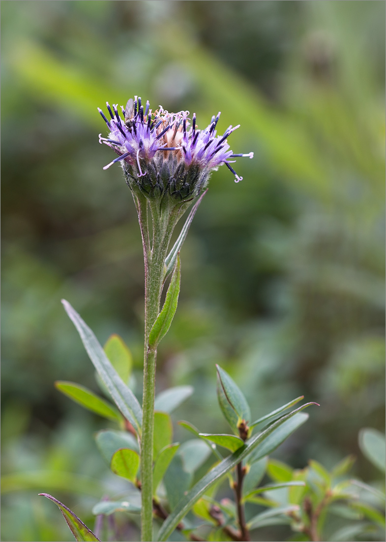 Изображение особи Saussurea alpina.