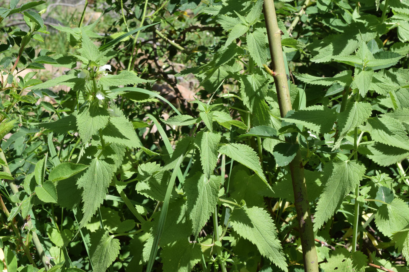 Image of Lamium album specimen.