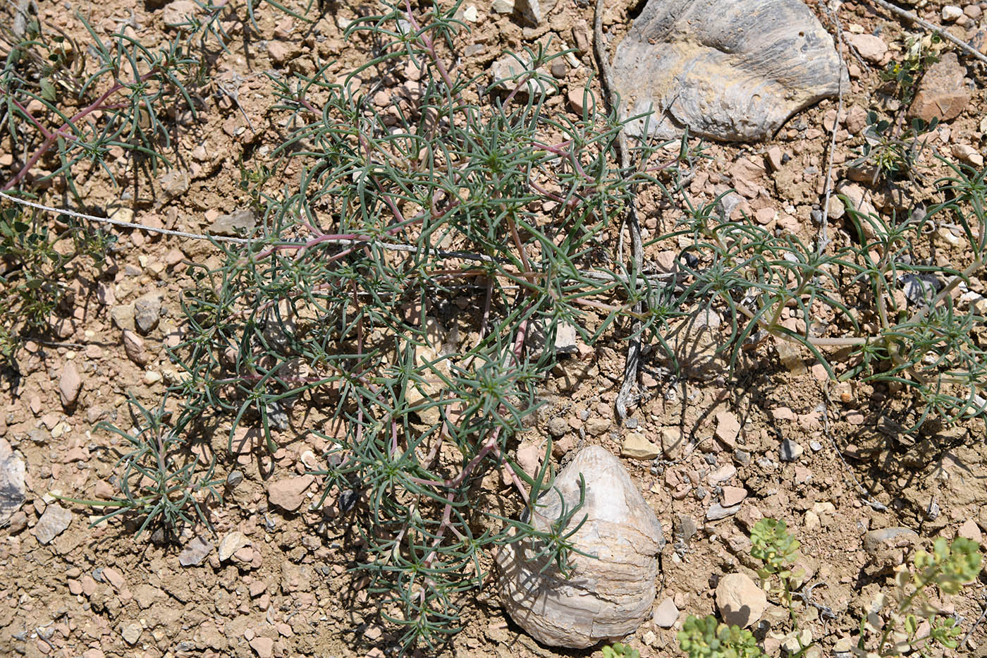 Image of Halimocnemis commixtus specimen.