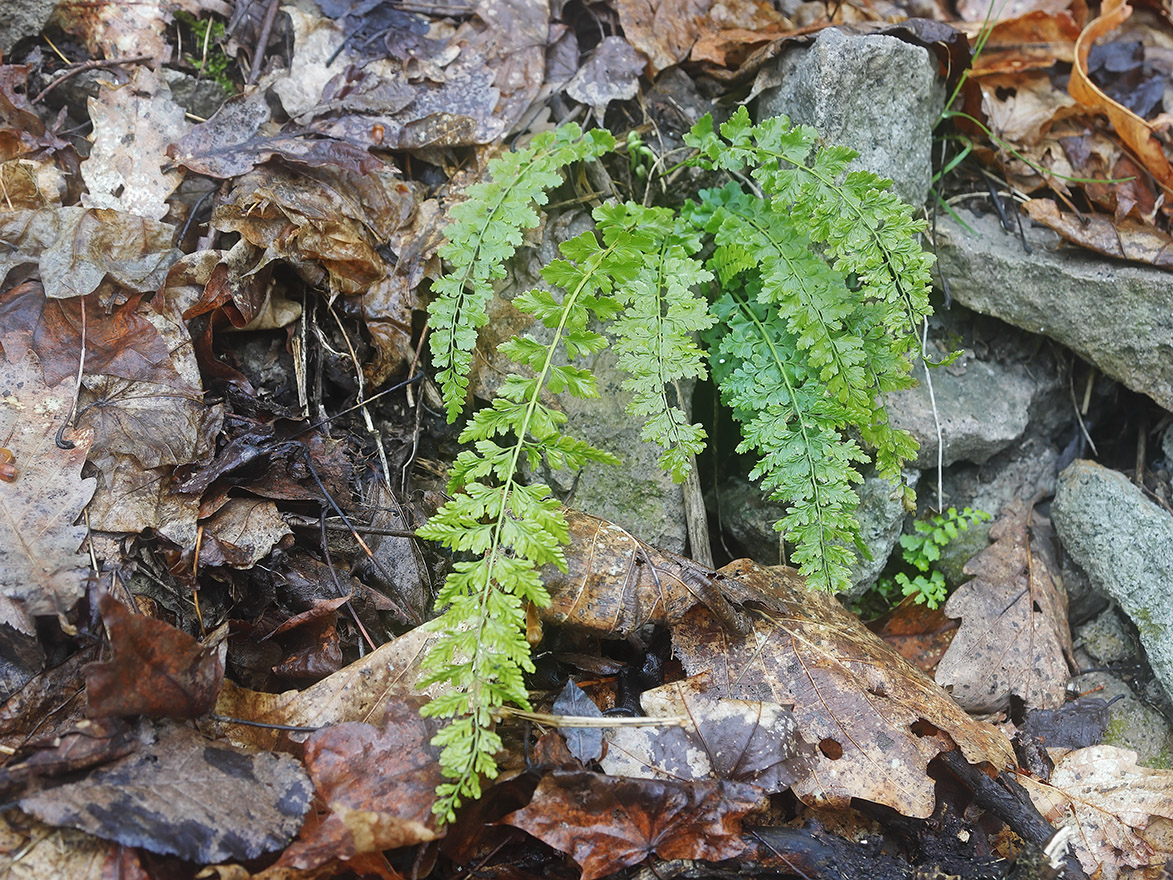 Изображение особи Asplenium incisum.