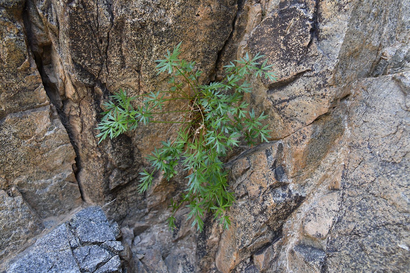 Image of Tschulaktavia saxatilis specimen.