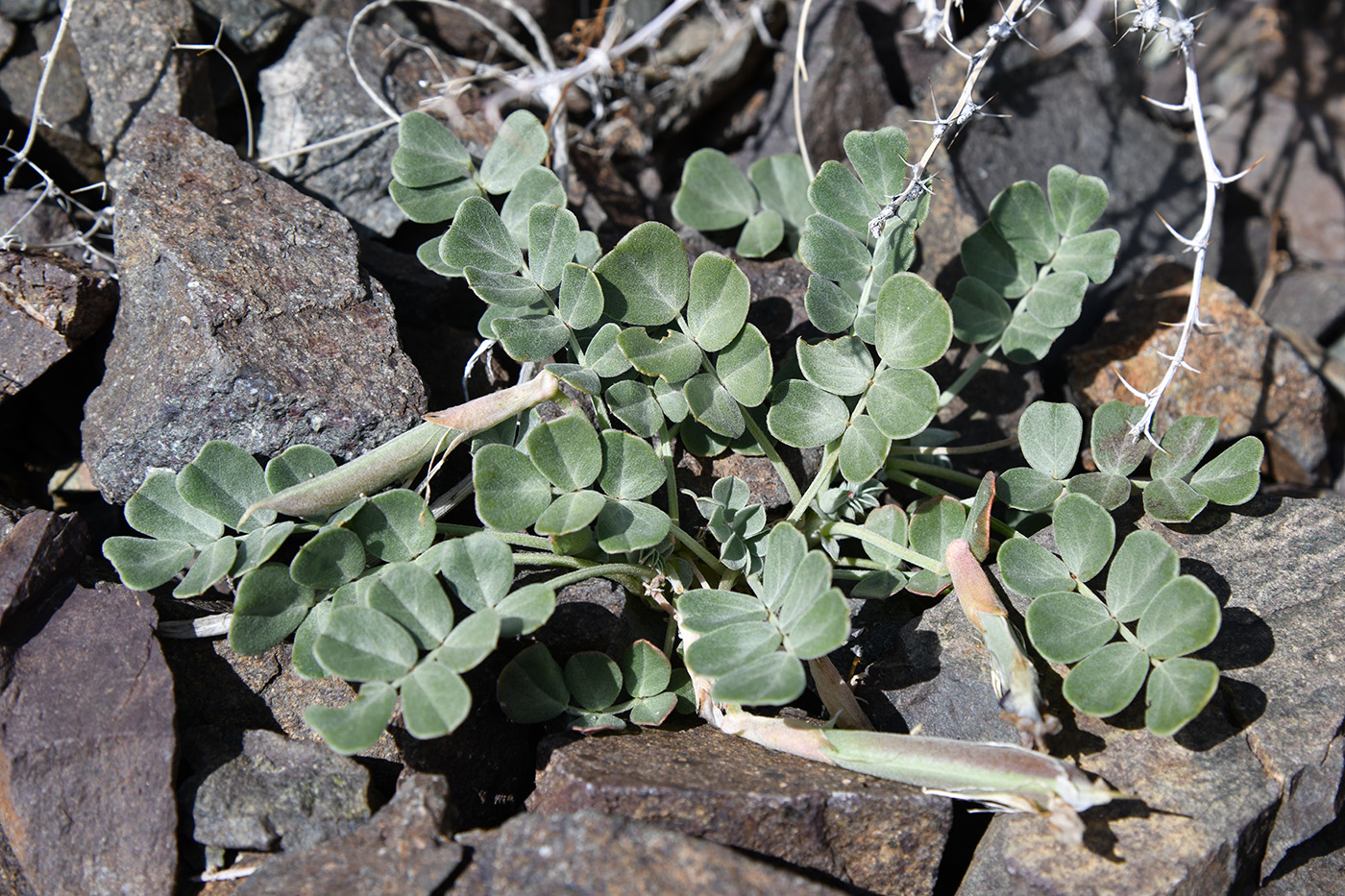 Image of Chesneya dshungarica specimen.