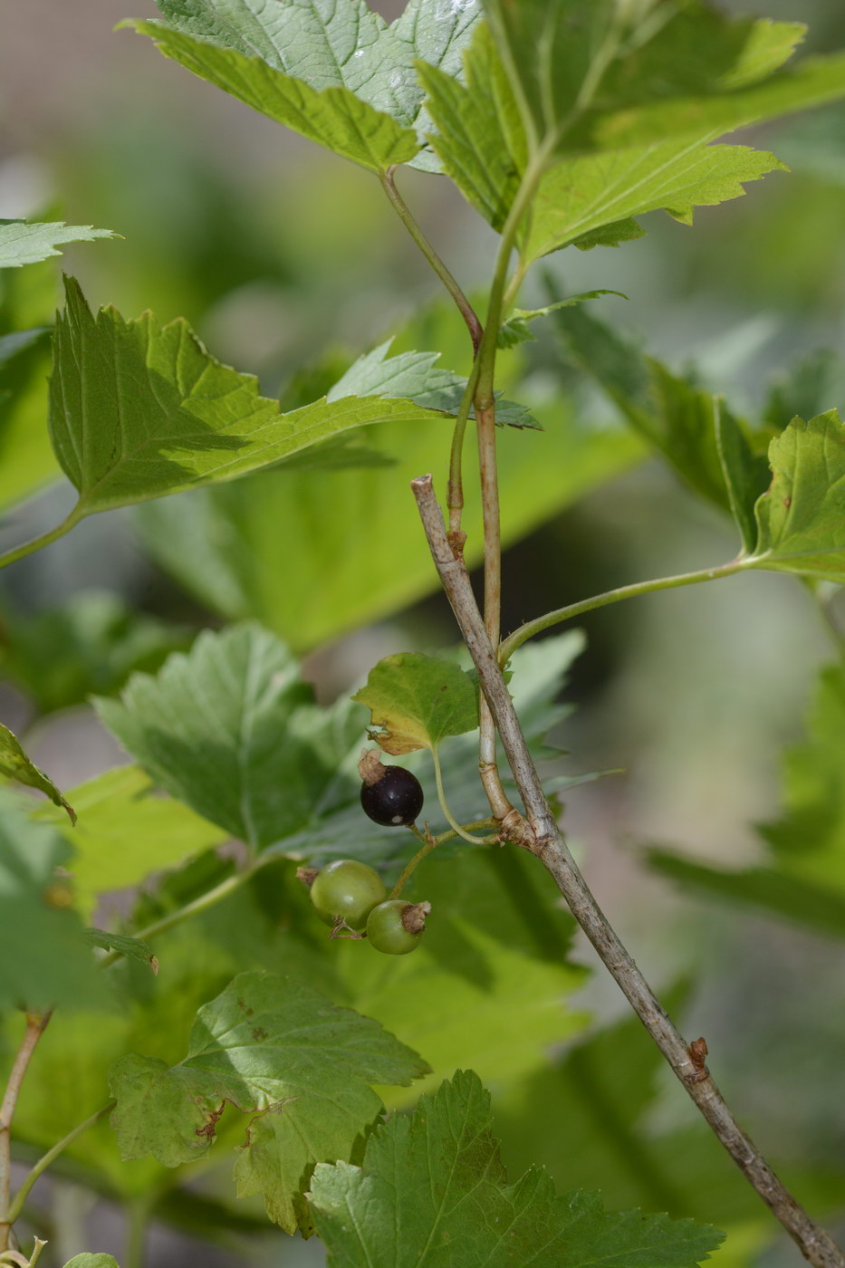 Image of Ribes meyeri specimen.