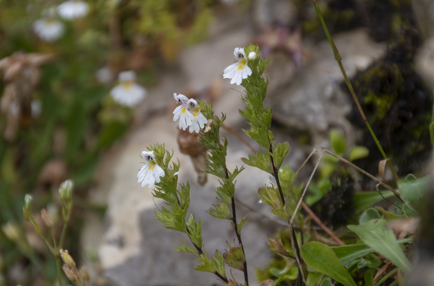 Image of Euphrasia petiolaris specimen.